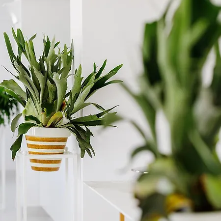 מלון Domo 20 & Rooftop